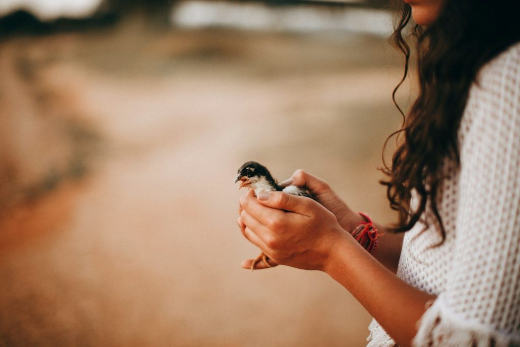 black bird on persons hand