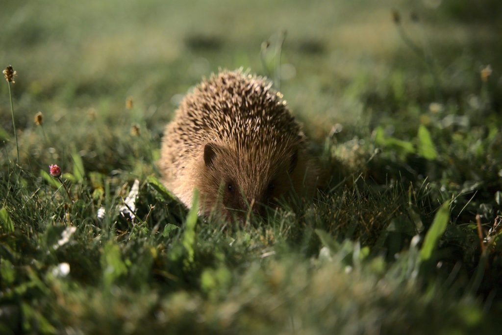 a hedgehog in the grass looking for food