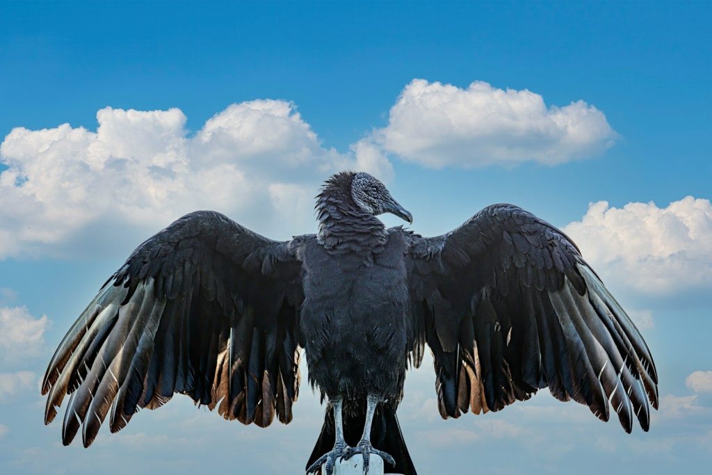 black bird flying under blue sky during daytime