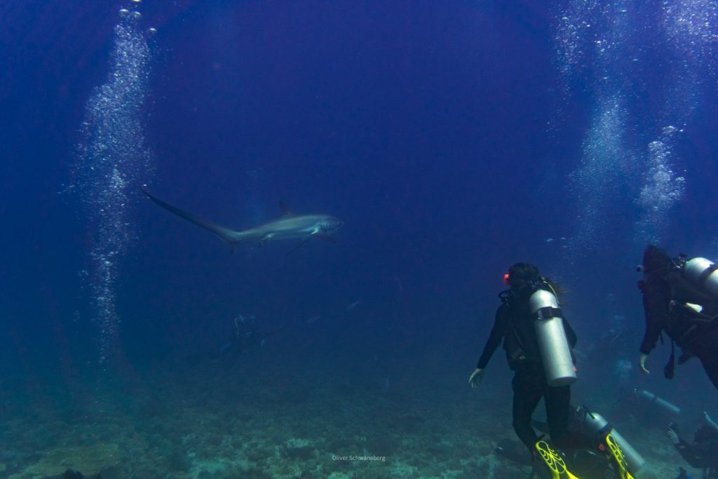 Scuba divers observe a manta ray in deep blue ocean.