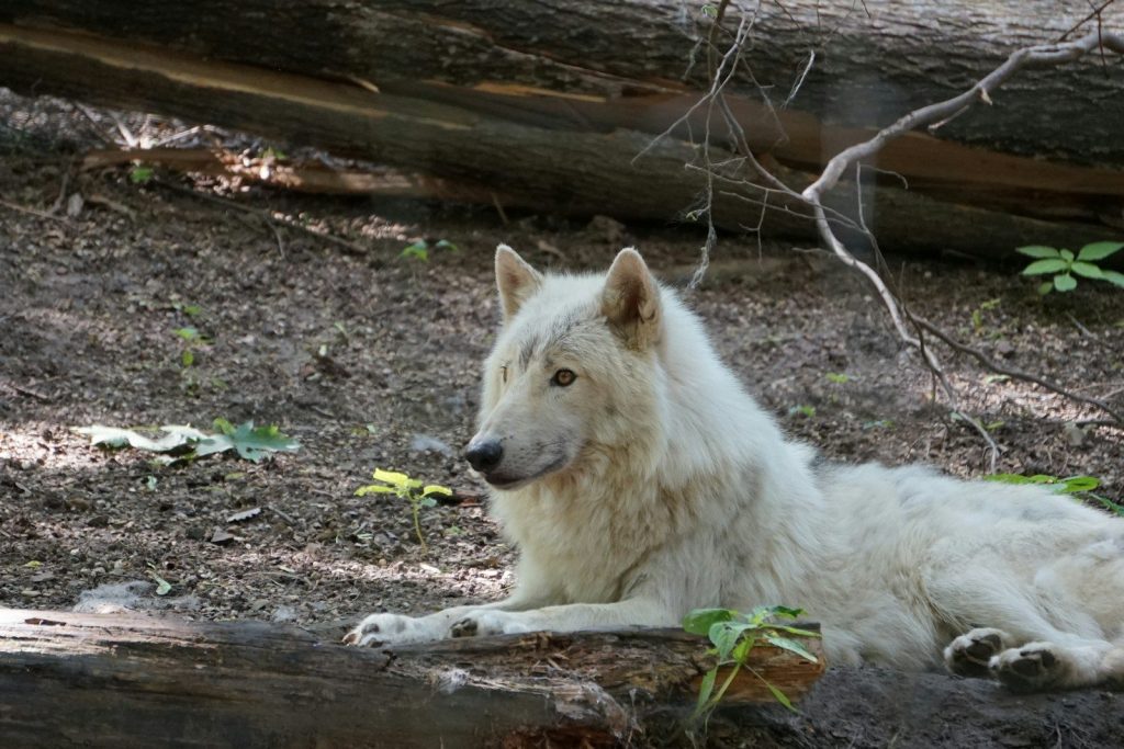 a wolf lying on the ground