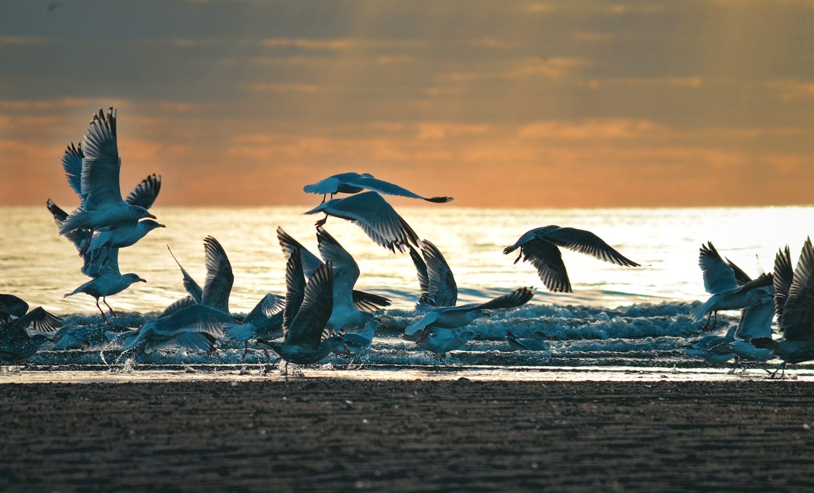 a flock of birds flying over a beach next to the ocean