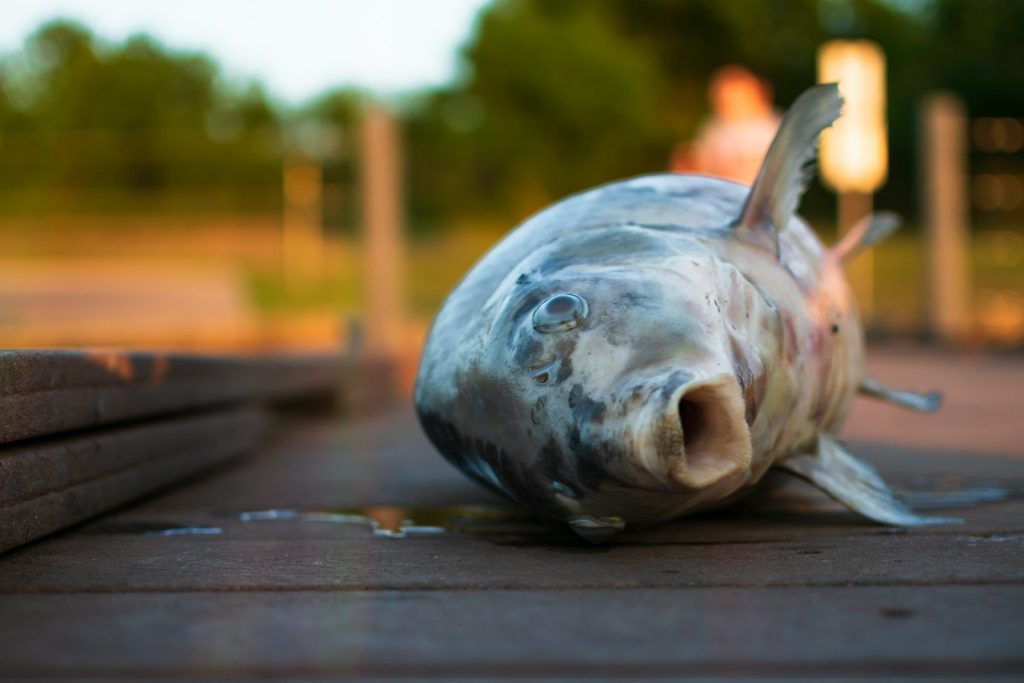 white and black fish figurine on brown wooden table