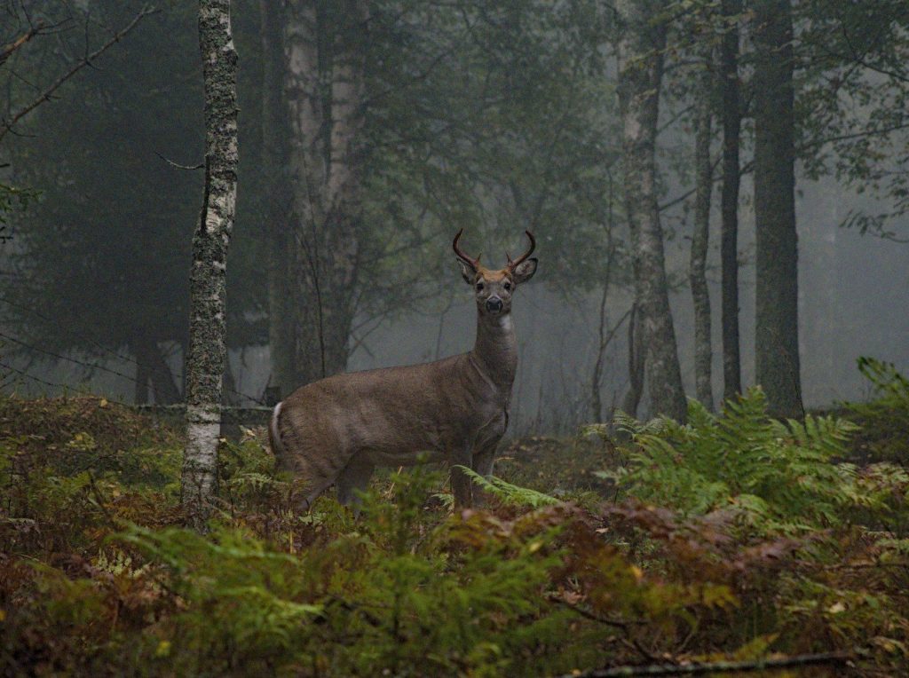 A deer standing in the middle of a forest