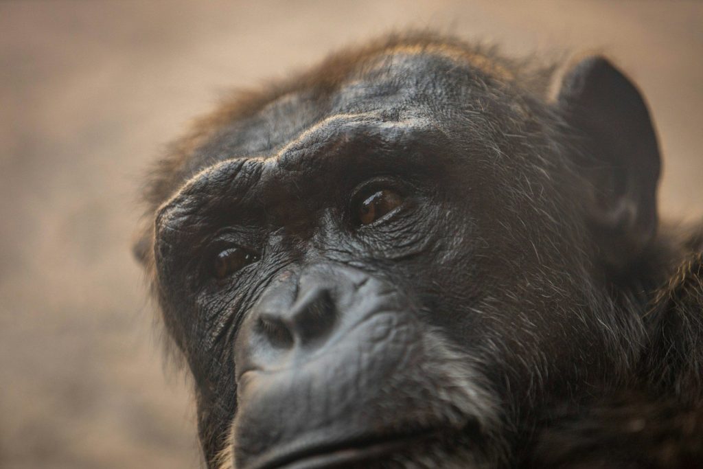 a close up of a monkey's face with a blurry background