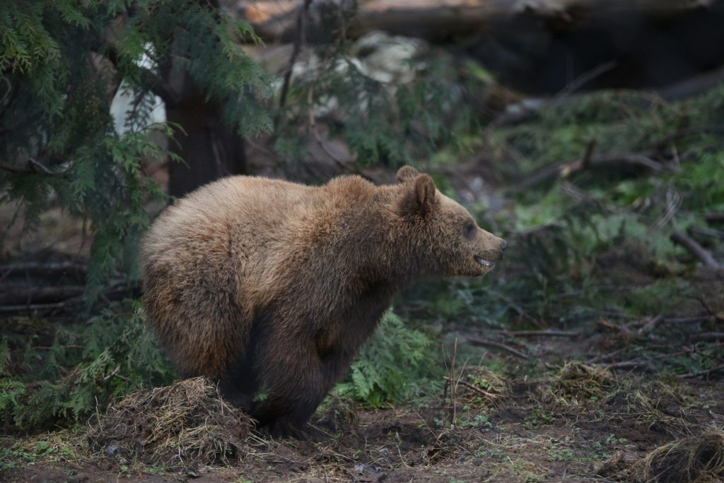 a bear walking in the woods