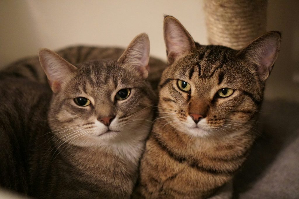 A couple of cats sitting next to each other