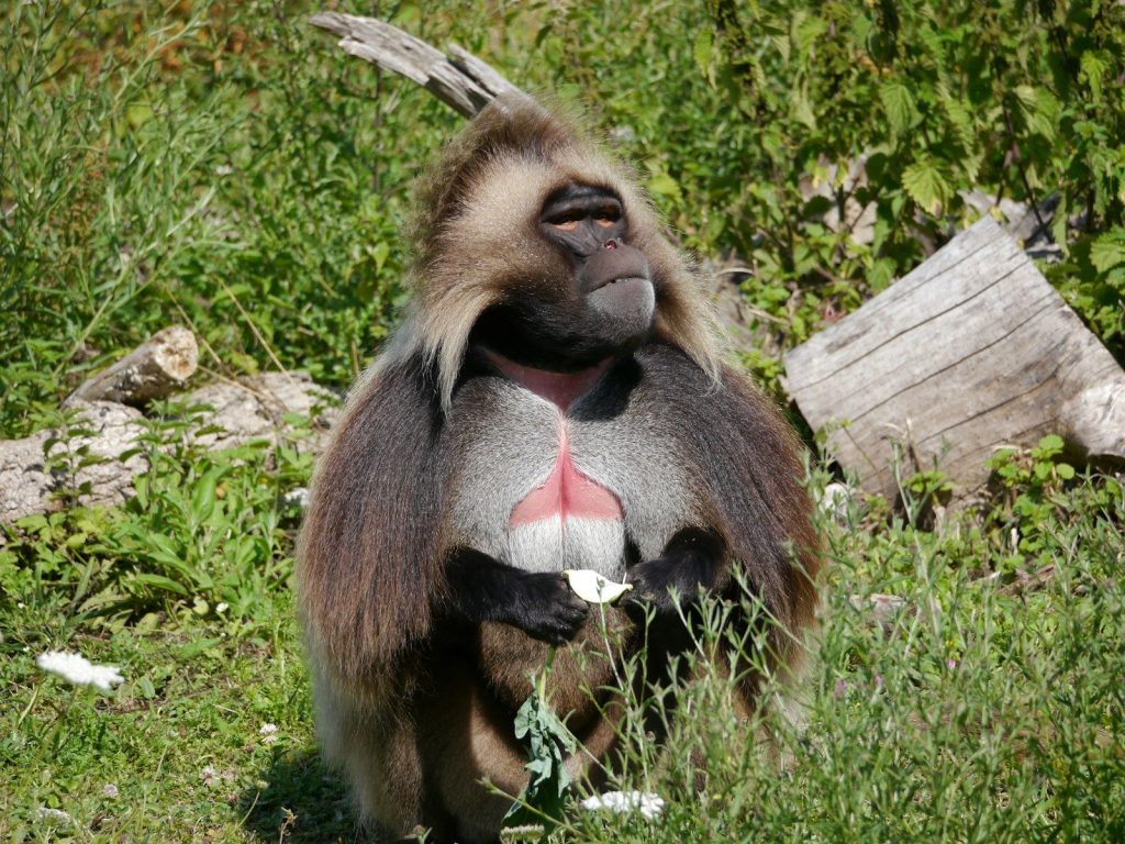 A monkey sitting in the grass with its mouth open