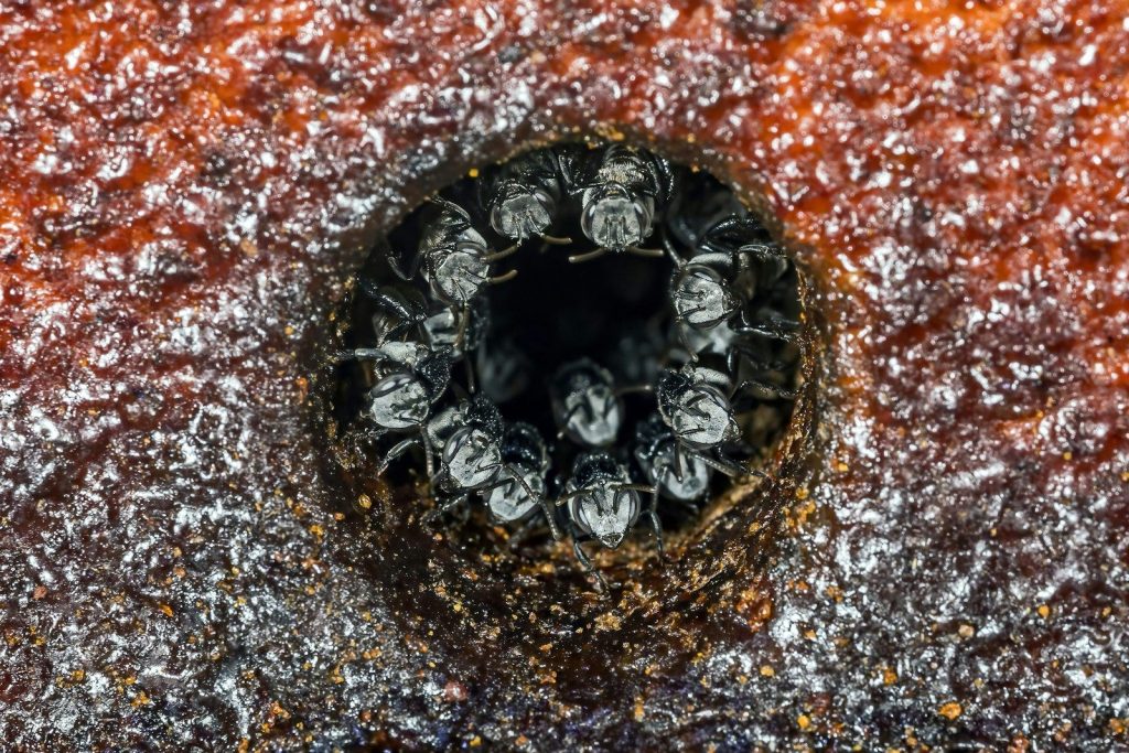Bees clustered around a dark hive entrance