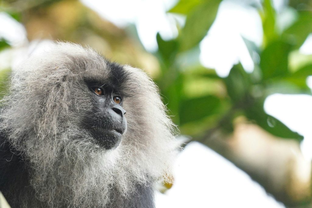 A lion-tailed macaque looks off into the distance.