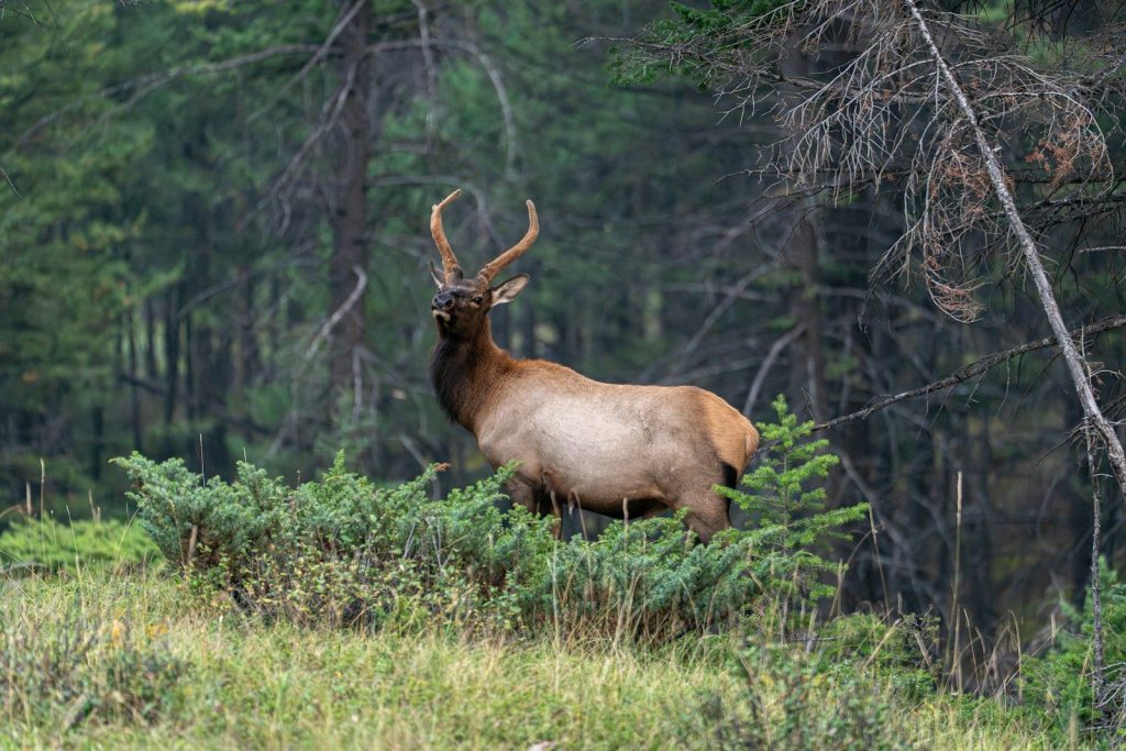 A bull elk stands in a forest clearing.