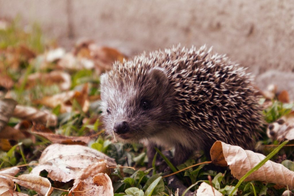 a hedgehog is walking through the grass