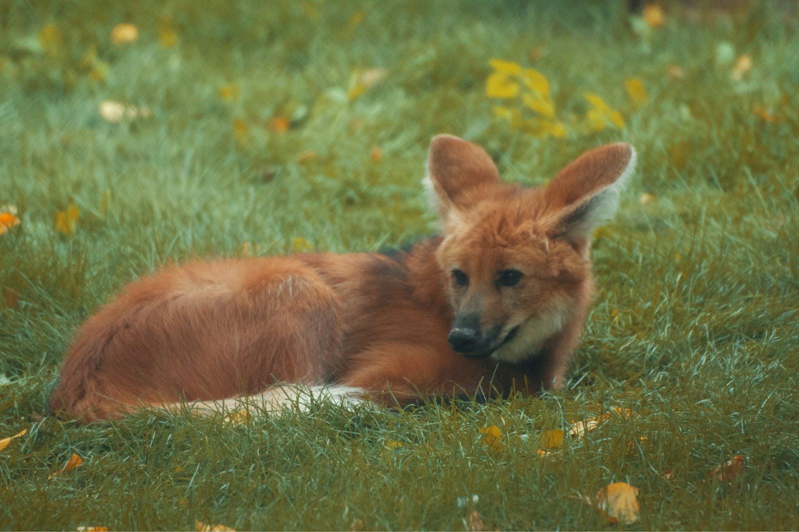 a dog laying in the grass with its head on the ground