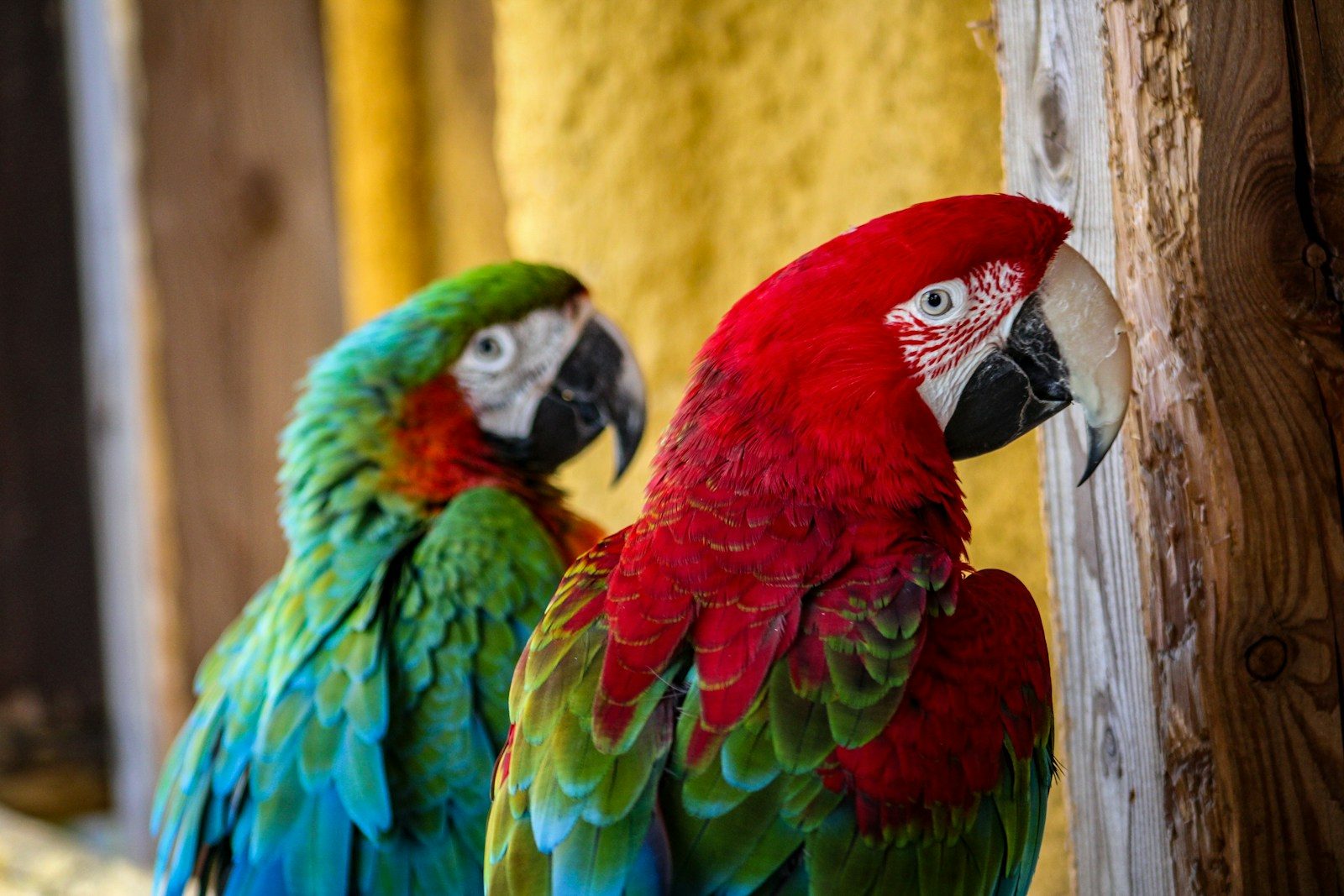 Two colorful macaws perched together outdoors