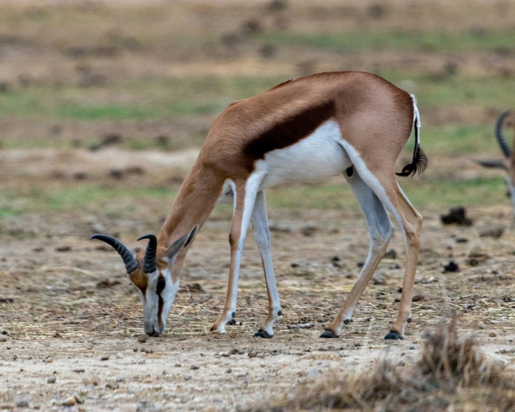 a gazelle eating grass in the middle of a field