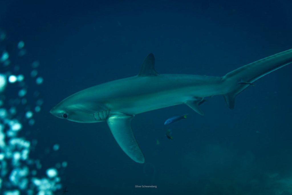 A thresher shark swims in deep blue water.