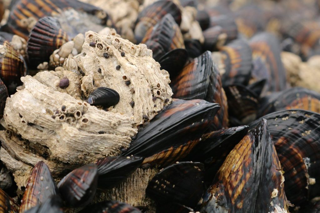 pile of clams