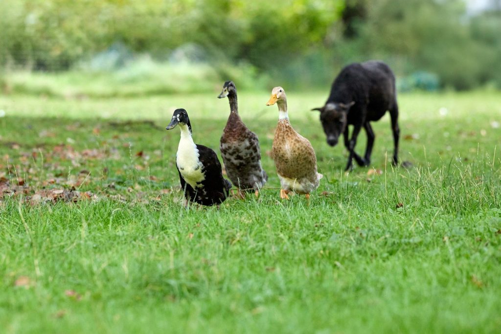 Three ducks and a black sheep in a grassy field.