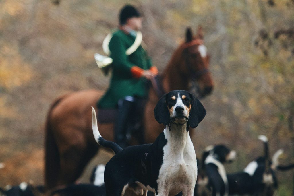 a man riding a horse with a dog in front of him