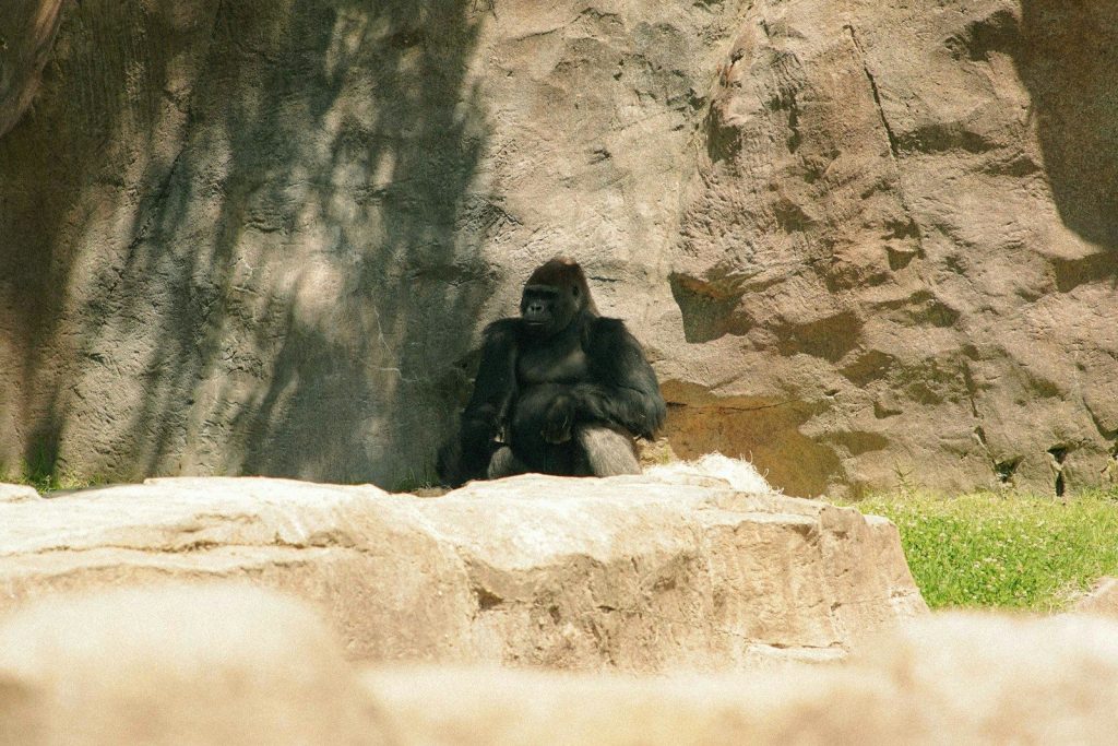 a gorilla sitting on top of a rock next to a tree