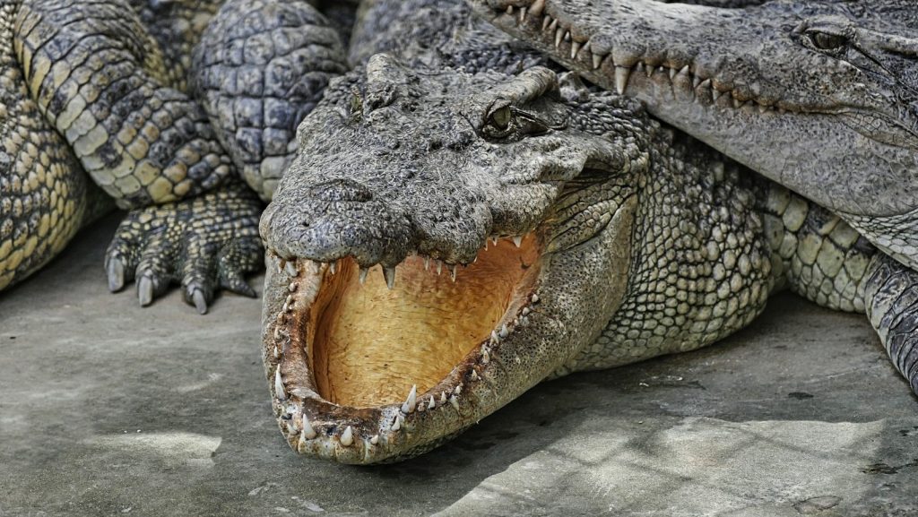black crocodile lying on gray textile