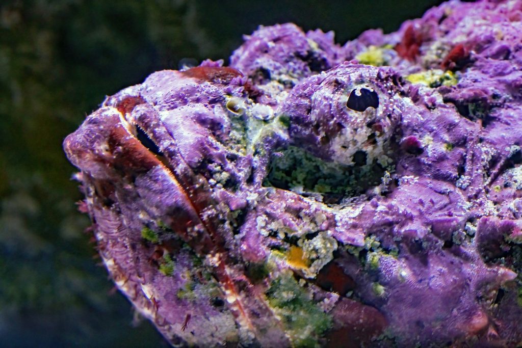 stonefish