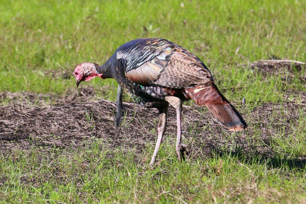 a large bird standing on top of a grass covered field