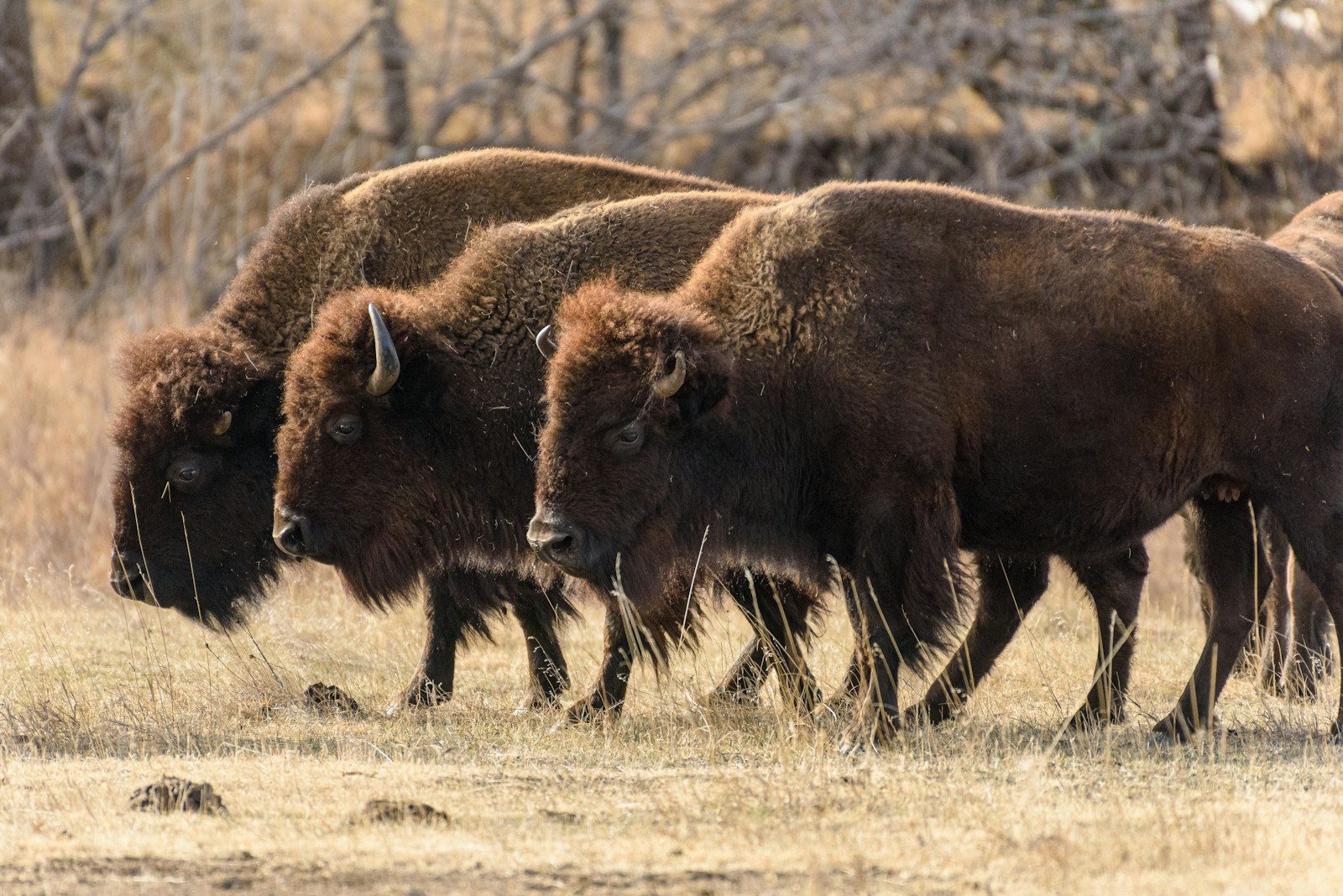 Three bison walk across a dry grassy field.