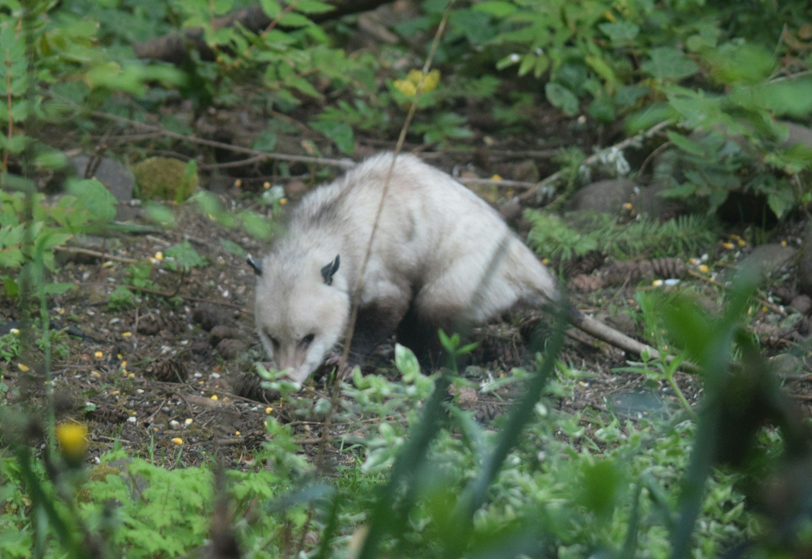 An opossum foraging on the ground among green plants.