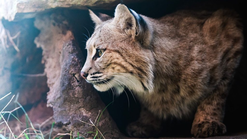 a close up of a cat near a tree