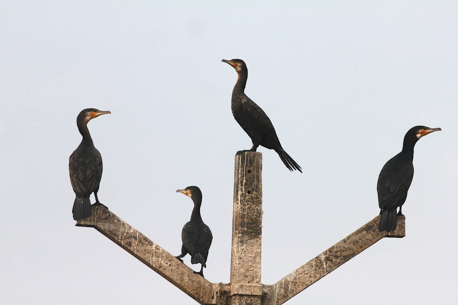 a group of birds sitting on top of a pole