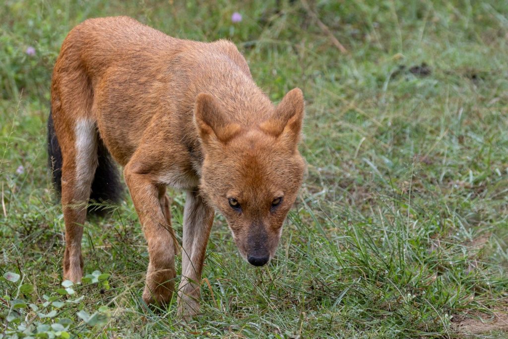 A dhole walks through grassy terrain.