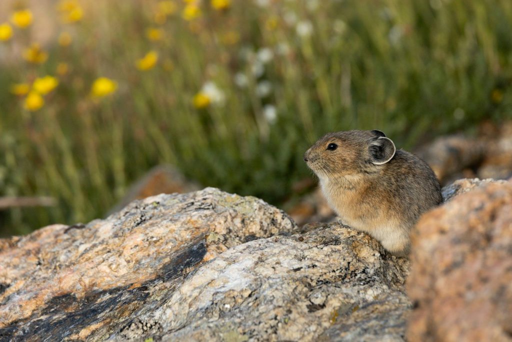a couple of small rodents on a rock