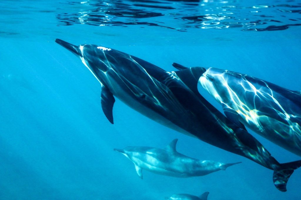 black and white dolphin in water