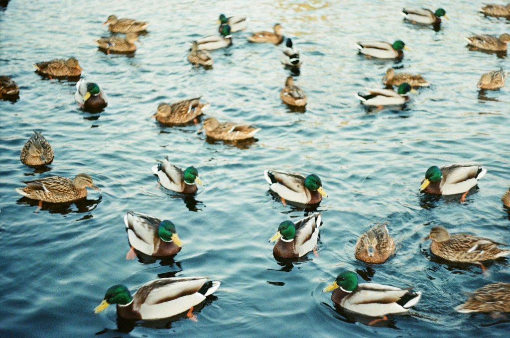 a flock of ducks floating on top of a lake