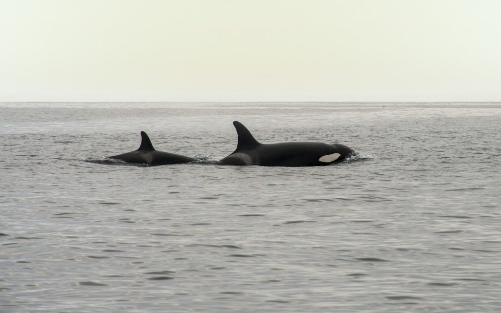 a couple of orca's swimming in the ocean
