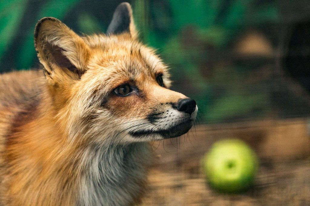 fox near green fruit