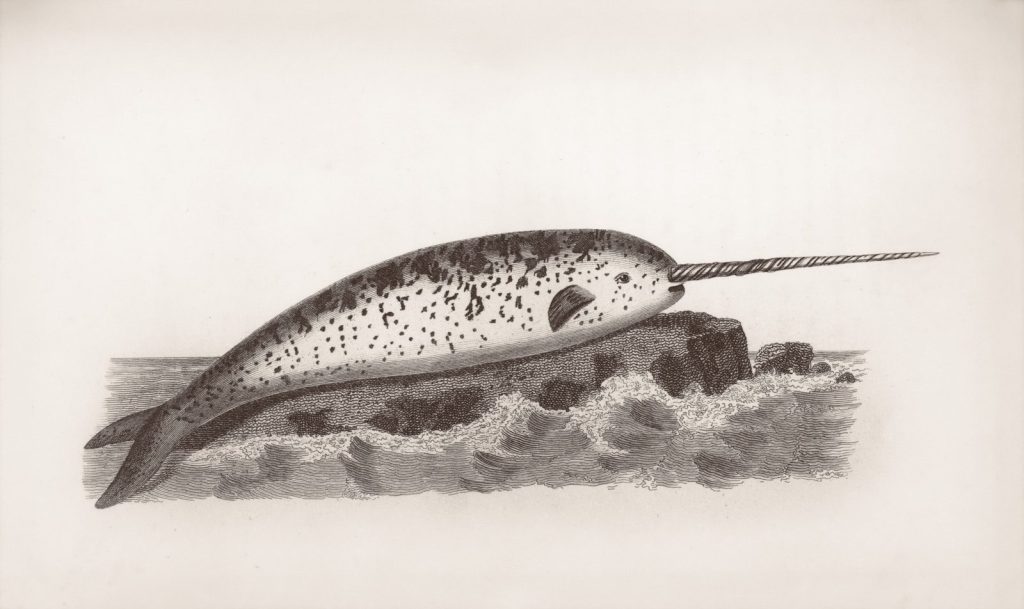 A narwhal with a long tusk rests on rocks.
