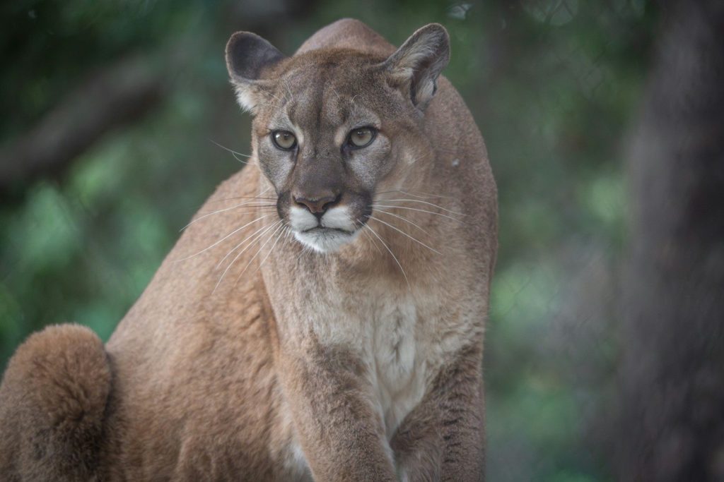A cougar sits alertly in a natural setting.