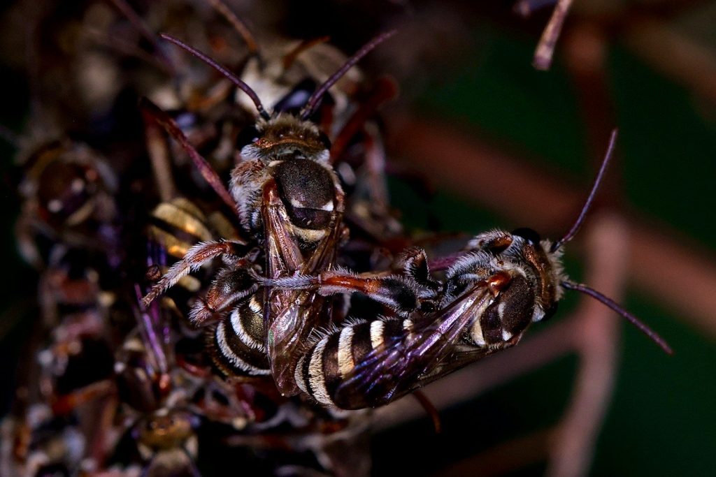 a group of bees sitting on top of each other