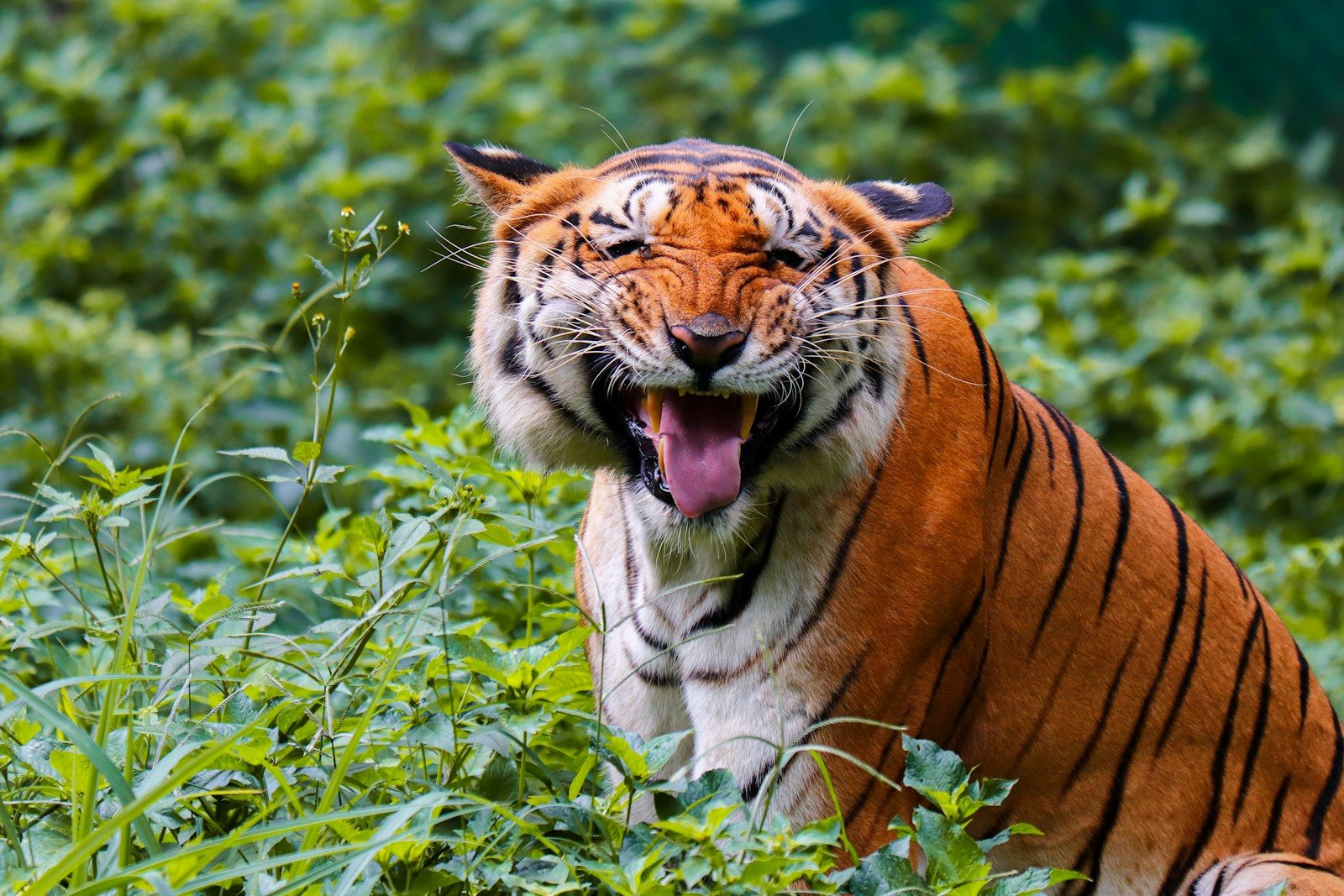 a large tiger standing in a lush green field