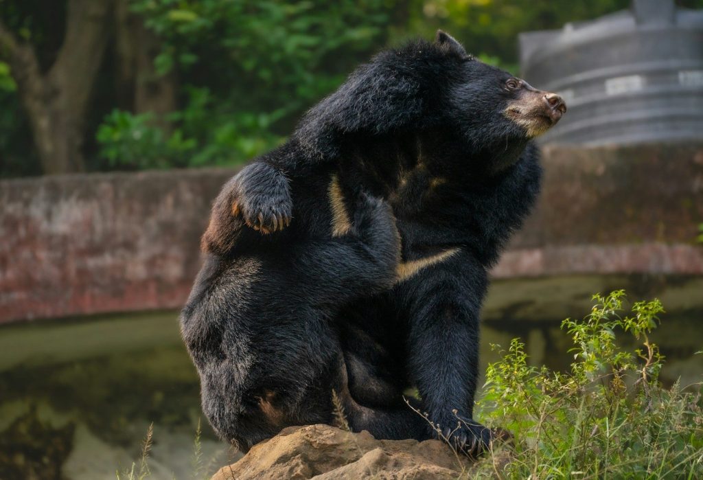Two sloth bears wrestling on a rock.
