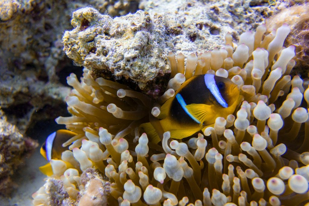 Two clownfish swim in a sea anemone.