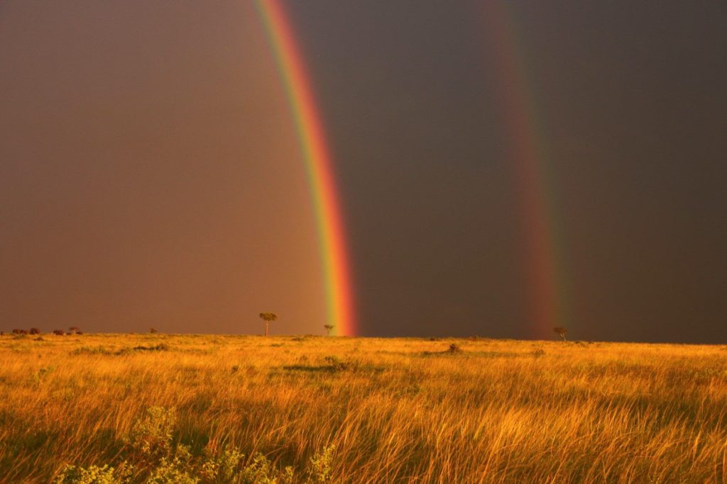 Double rainbow over a golden grassy field