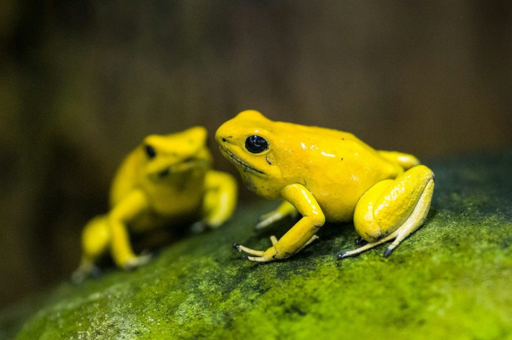a couple of yellow frogs sitting on top of a green leaf