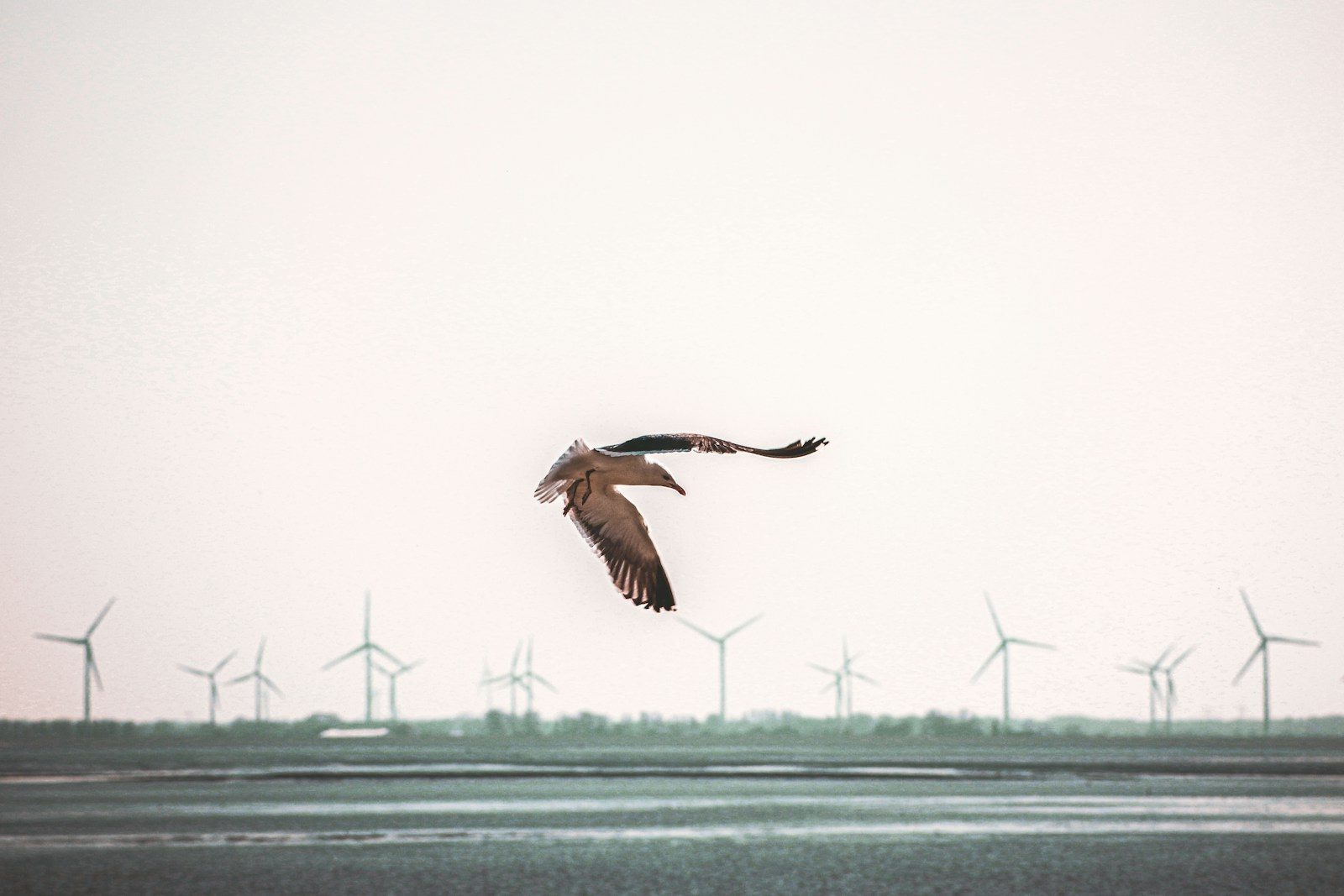 brown bird flying over the sea during daytime