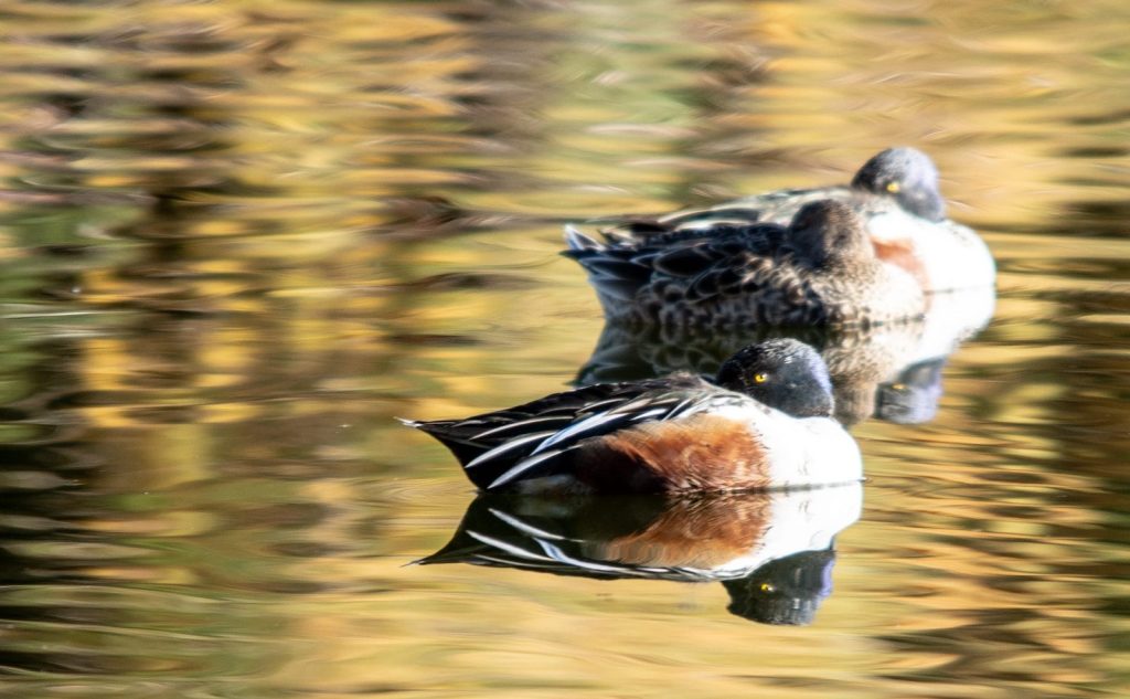a couple of birds floating on top of a body of water