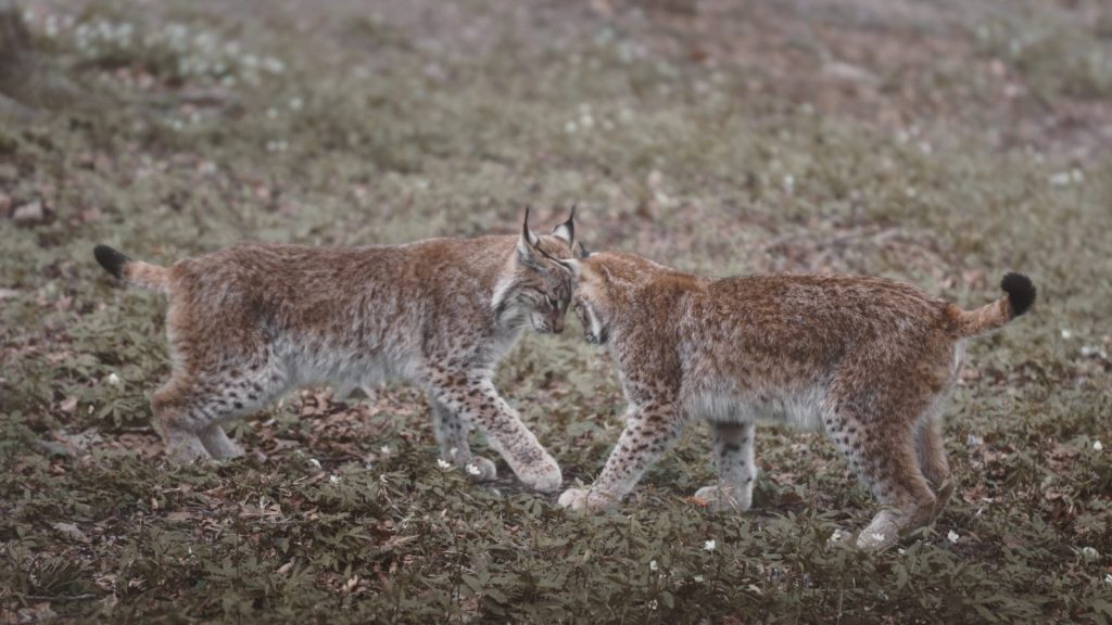 A couple of lynxs walking across a grass covered field