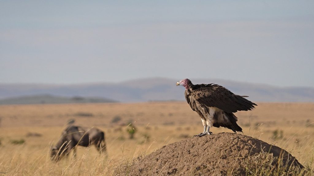 a bird standing on a rock