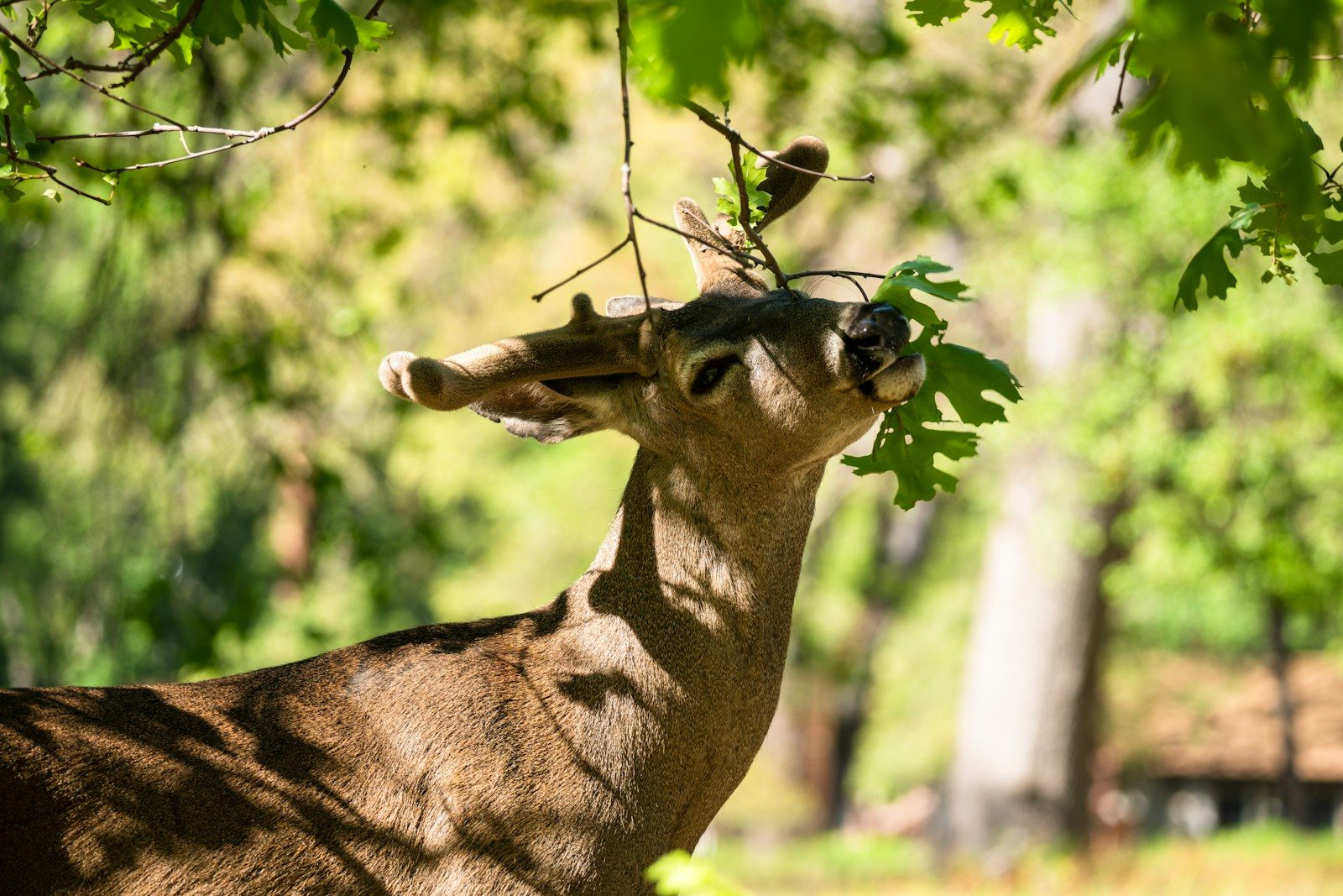 a deer eating leaves off of a tree